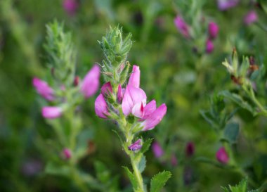 Vahşi doğada, Ononis arvensis çayırda çiçek açar.