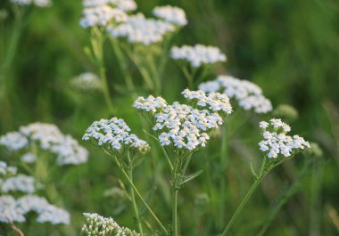 Yarrow (Achillea) çimenlerde doğal olarak çiçek açar.