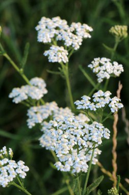 Yarrow (Achillea) çimenlerde doğal olarak çiçek açar.