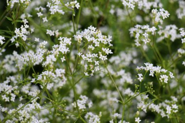 Galyum doğada bir çayırda yetişir.