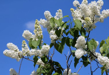 Mayıs 'ta, gardda leylak çiçek açar.