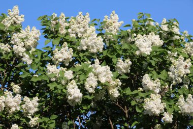 Mayıs 'ta, gardda leylak çiçek açar.