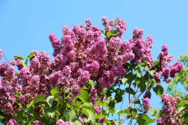 Mayıs 'ta, gardda leylak çiçek açar.