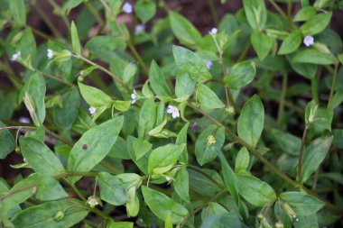 Unutma-beni-nots (Myosotis Sparsiflora) baharda vahşi doğada açar.