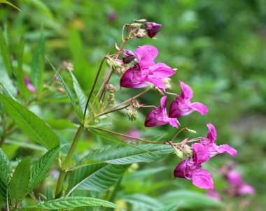 Yazın, sabırsızlar doğada büyür.