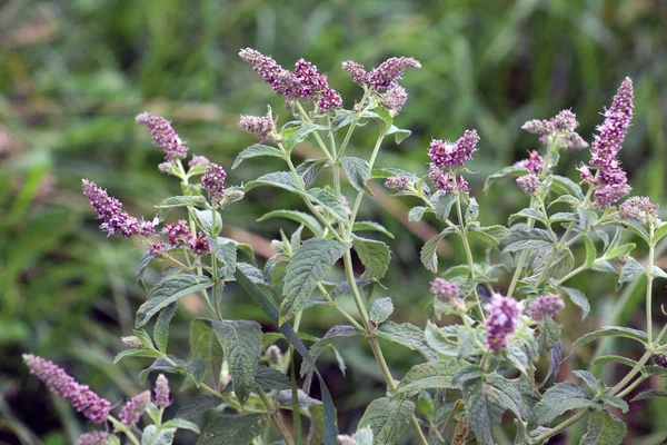 In the summer, long-leaved mint (Mentha longifolia) grows in the wil