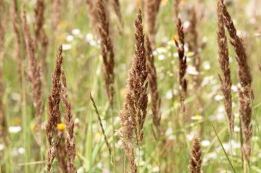 Calamagrostis epigejos grows in the wild among grasses.