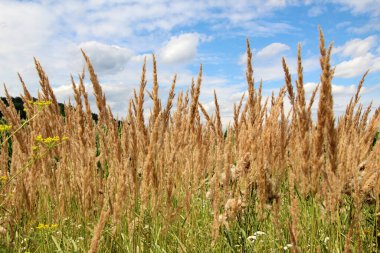 Calamagrostis epigejos grows in the wild among grasses.