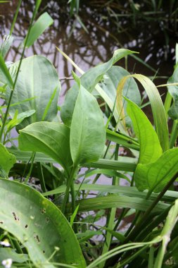 Alizma bitkisi-aquatica nehir kıyısının sığ sularında yetişir.