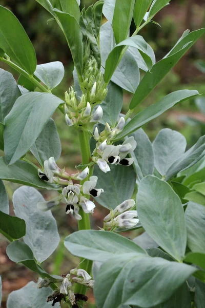 Field Flowering Stage Horse Bean Vicia Faba — Stock Photo, Image