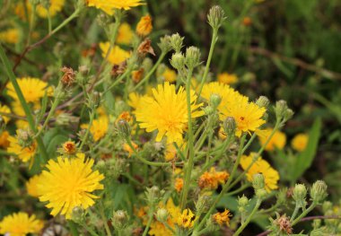 Yazın, Picris hiyeracioides tarladaki bir ot gibi büyür.