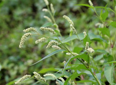 Ot Persicaria lapathifolia tarlaların arasında yetişir..