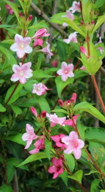 Bahçede beyaz ve pembe çiçekli Weigela çiçek açar..