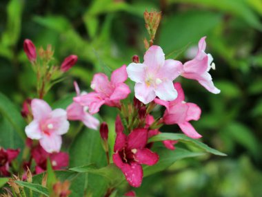 Bahçede beyaz ve pembe çiçekli Weigela çiçek açar..