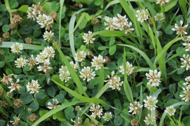 White creeping (Trifolium repens) clover grows in nature in summer