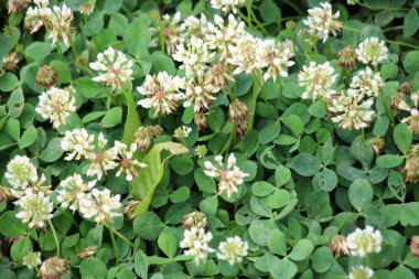 White creeping (Trifolium repens) clover grows in nature in summer