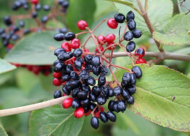 In the summer, viburnum is whole-leaved (Viburnum lantana) berries are ripening clipart