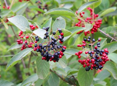 Yazın viburum tam yapraklıdır (Viburnum lantana) böğürtlenler olgunlaşır