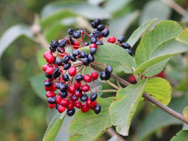 Yazın viburum tam yapraklıdır (Viburnum lantana) böğürtlenler olgunlaşır