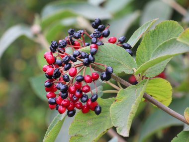 In the summer, viburnum is whole-leaved (Viburnum lantana) berries are ripening clipart