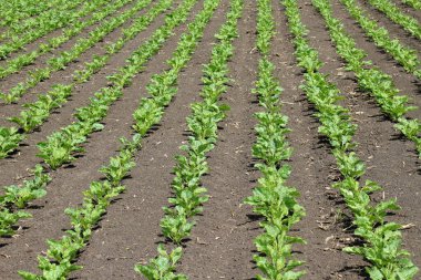Yazın başında, bir tarla tarlasında şeker pancarları büyür.
