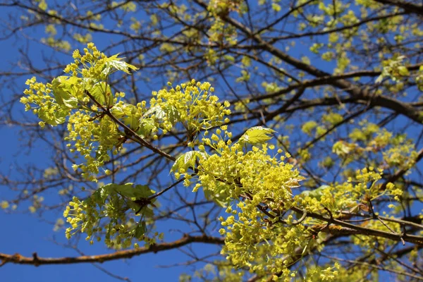 Akçaağaç (Acer platanoides) ilkbaharda doğal olarak çiçek açar