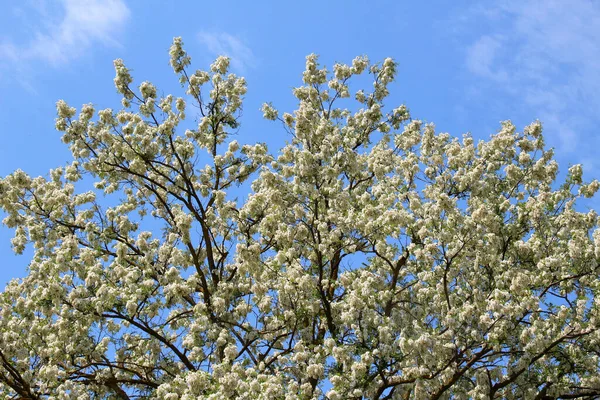 Spring White Acacia Robinia Pseudoacacia Blossoms Wild — Stock Photo, Image