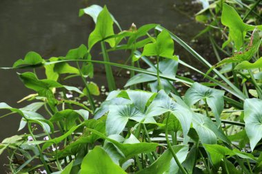 Vahşi su bitkisi Sagittaria sagittifolia yavaş akan suda yetişir.
