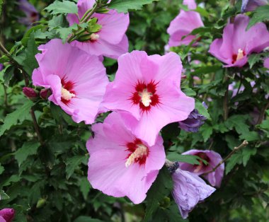 Yazın, doğada amber çiçeği açar.