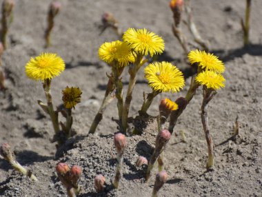 Doğada, ilkbahar erken çiçek açar bal ve ilaçlar coltsfoot (Tussilago farfara)