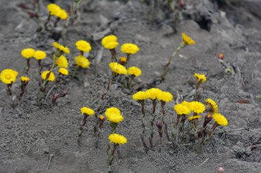 Doğada, ilkbahar erken çiçek açar bal ve ilaçlar coltsfoot (Tussilago farfara)