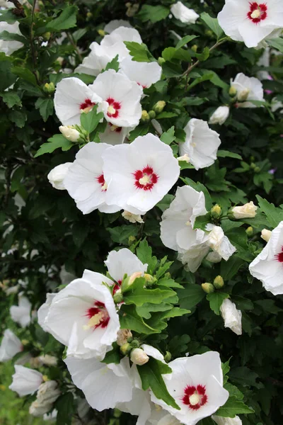 Summer Hibiscus Bush Blooms Nature — Stock Photo, Image
