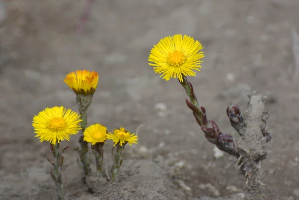 Naturen Blomstrer Honning Medisiner Tidlig Våren Planter Coltsfoot Tussilago Farfara – stockfoto