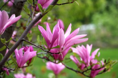 In the spring, a magnolia tree blooms in the garden