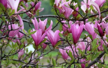 In the spring, a magnolia tree blooms in the garden clipart