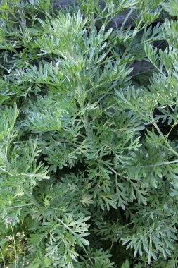 Acı pelin otu (Artemisia absinthium) vahşi doğada yetişir.