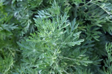 Acı pelin otu (Artemisia absinthium) vahşi doğada yetişir.