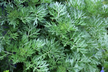 Acı pelin otu (Artemisia absinthium) vahşi doğada yetişir.