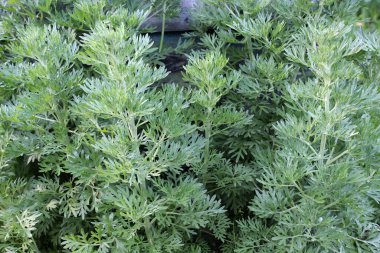 Acı pelin otu (Artemisia absinthium) vahşi doğada yetişir.