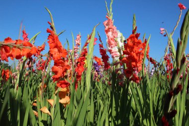 Yazın, gladiolus çiçek tarhında açar.