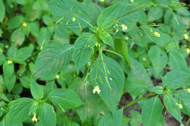 Yazın, Impatiens parviflora vahşi doğada yetişir.