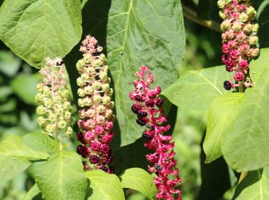 Phytolacca yazın bahçede yetişir.