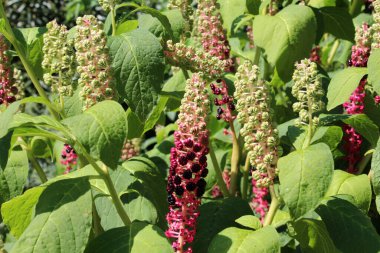 Phytolacca yazın bahçede yetişir.