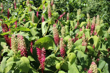 Phytolacca yazın bahçede yetişir.