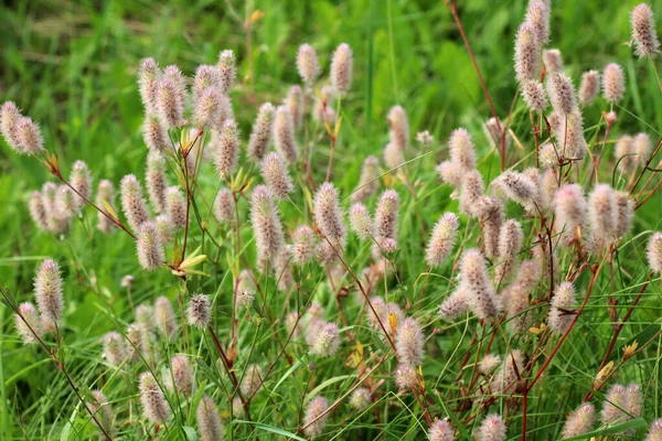 Trifolium Arvense Wächst Auf Der Wiese Zwischen Wilden Gräsern — Stockfoto
