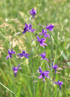 Consolida regalis tarlada ekinlerin arasında çiçek açıyor.