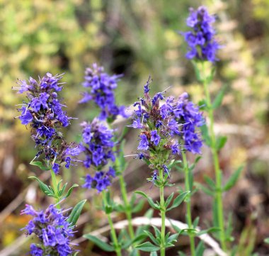 Yazın, hissopus officinalis vahşi doğada yetişir.