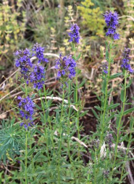 Yazın, hissopus officinalis vahşi doğada yetişir.
