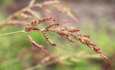 Tarlada, tarımsal ekinler arasındaki yabani otlar büyüdükçe Echinochloa crus-galli