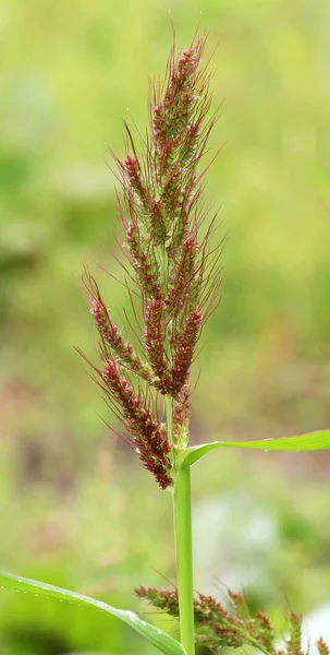 Field Weeds Agricultural Crops Grow Echinochloa Crus Galli — Stock Photo, Image